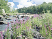 立式離心泵的用途有哪些?